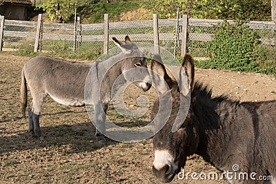 Domesticated donkey or ass, outdoors Stock Photo