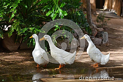 Domesticated ducks Stock Photo