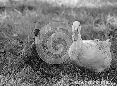 Domesticated Ducks Stock Photo