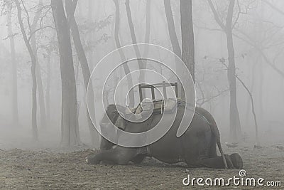 Domesticated elephant lying down Stock Photo