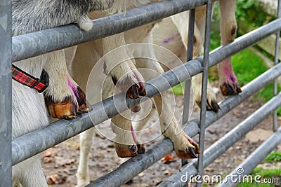 Domesticated goats hooves on metal gate Stock Photo