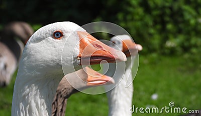 Domesticated goose closeup head Stock Photo