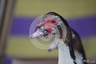 domesticated goose head closeup view with blue and yellow blurred background Stock Photo