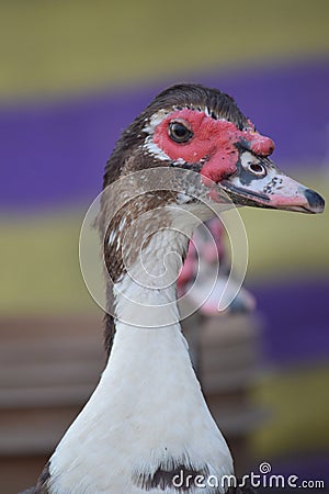 Domesticated goose head closeup view with yellow and blue blurred background Stock Photo