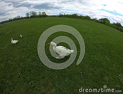 Domesticated goose running on the meadow Stock Photo