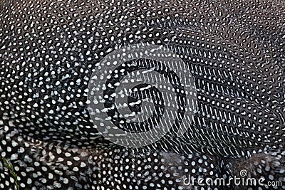 Domesticated guineafowl Numida meleagris f. domestica Stock Photo