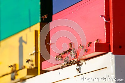 Domesticated honeybees in flight, returning to their apiary Stock Photo