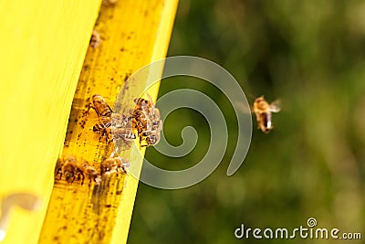 Domesticated honeybees in flight, returning to their apiary Stock Photo