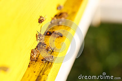Domesticated honeybees in flight, returning to their apiary Stock Photo