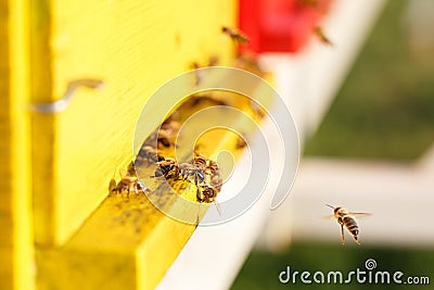 Domesticated honeybees in flight, returning to their beehive Stock Photo