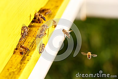 Domesticated honeybees in flight, returning to their beehive Stock Photo