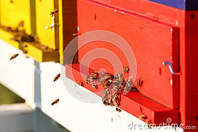 Domesticated honeybees in flight, returning to their beehive Stock Photo