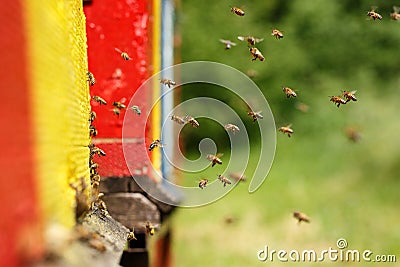 Domesticated honeybees returning to their apiary Stock Photo