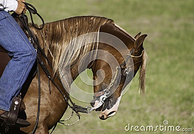 Domesticated horse during show Stock Photo