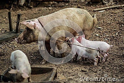 A domesticated mother pig with her three piglets Stock Photo
