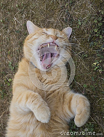 Domesticated orange tabby cat lying on grasst outside yawning, paws up. Stock Photo