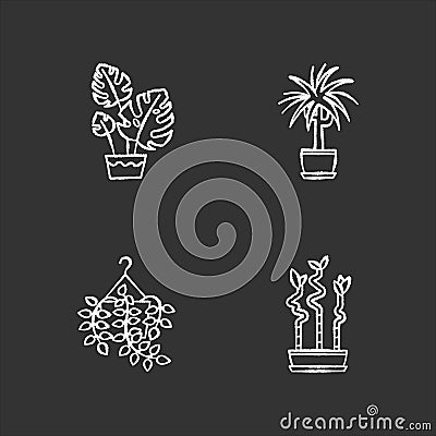 Domesticated plants chalk white icons set on black background. Houseplants. Ornamental indoor plants. Home decor. Pothos Vector Illustration