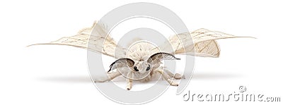 Domesticated Silkmoth, Bombyx mori Stock Photo