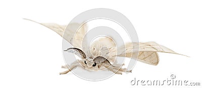 Domesticated Silkmoth, Bombyx mori Stock Photo