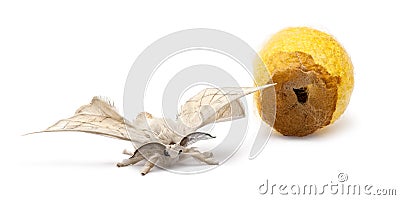 Domesticated Silkmoth next to own cocoon Stock Photo