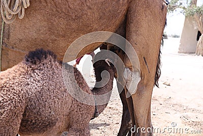 Camel calf in village in Tharparkar, Sindh Stock Photo