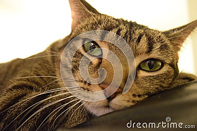 Domesticated Tabby Cat With Coat Of Distinctive Stripes Stock Photo