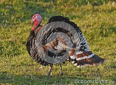 Domesticated Turkey Stock Photo