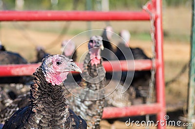 Domesticated turkey (Meleagris gallopavo) Stock Photo