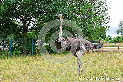 Domesticated wild african black ostrich Stock Photo