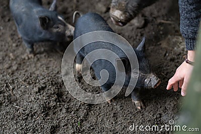 A domesticated wild black pig in a sty Stock Photo