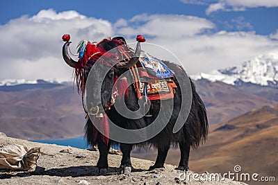 Domesticated Yak - Gampa High Pass - Tibet Stock Photo