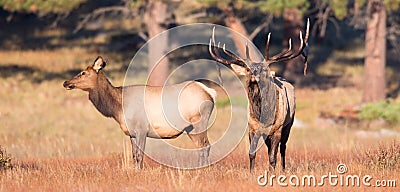 Dominant bull elk Stock Photo