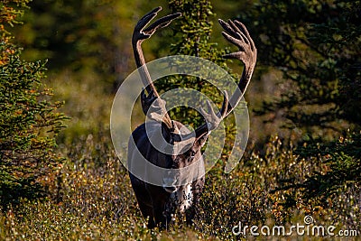 Dominant caribou in the Denali National Park and Preserve, Alaska, United States of America, North America, wildlife watching Stock Photo