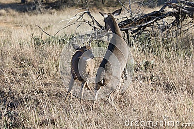 Dominant Doe fighting with spike buck Stock Photo