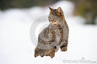 Dominant european wildcat, felis silvestris on snow in winter Stock Photo