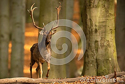 Dominant fallow deer stag approaching from front in autumn forest Stock Photo