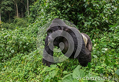 Dominant male mountain gorilla in the grass. Uganda. Bwindi Impenetrable Forest National Park. Cartoon Illustration