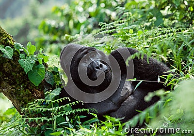 Dominant male mountain gorilla in the grass. Uganda. Bwindi Impenetrable Forest National Park. Cartoon Illustration