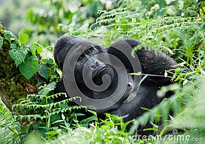 Dominant male mountain gorilla in the grass. Uganda. Bwindi Impenetrable Forest National Park. Cartoon Illustration