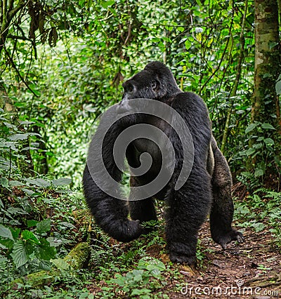 Dominant male mountain gorilla in rainforest. Uganda. Bwindi Impenetrable Forest National Park. Cartoon Illustration