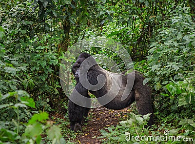 Dominant male mountain gorilla in rainforest. Uganda. Bwindi Impenetrable Forest National Park. Cartoon Illustration