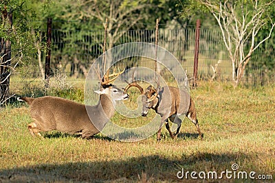 Dominant whitetail buck with bad intentions for younger buck Stock Photo