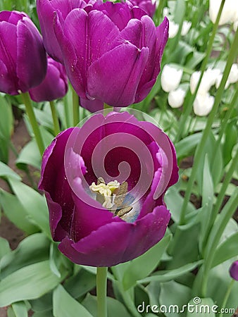 Tulips on the lawn Stock Photo