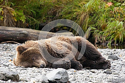 Don't wake me up, I'm digesting salmon Stock Photo