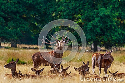 Don't come near my ladies Stock Photo