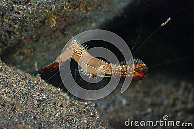 Donald Duck Shrimp Leander plumosus Stock Photo