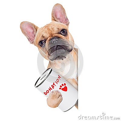 Donation dog Stock Photo