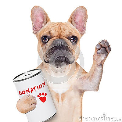 Donation dog Stock Photo
