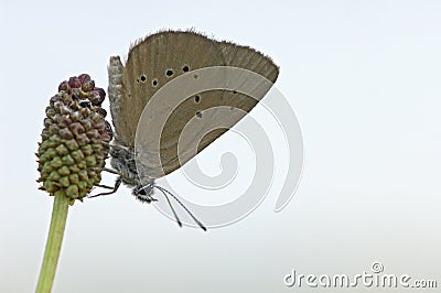 Donker pimpernelblauwtje, Dusky Large Blue, Phengaris nausithous Stock Photo