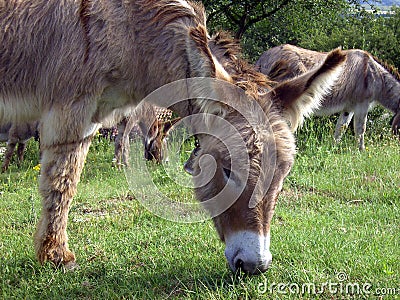Donkey 07 Stock Photo